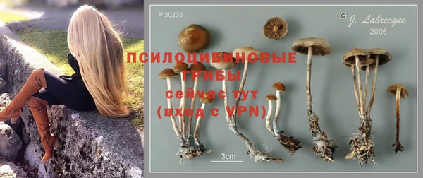 PSILOCYBIN Белокуриха